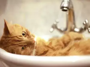 Котка-беладжийка наводни цял приют
