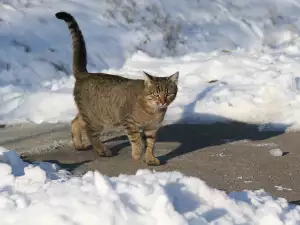 Как да помогнем на бездомните котки през зимата?