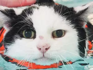 Шишкав котак тръгна на плуване, за да бори килцата