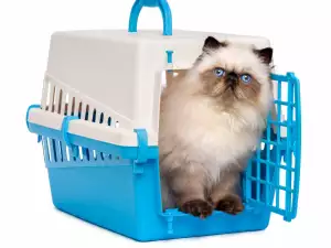 Как влияе преместването на котката?
