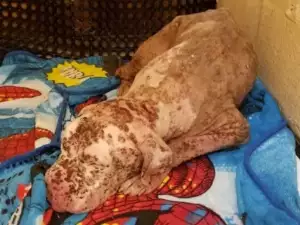 Обезобразено от пчели куче вече намери своя дом