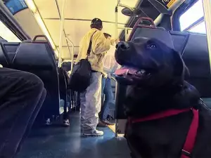 Куче всеки ден се вози само в автобус, за да стигне до парка