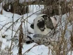 Дог беше оставен да умре на студа. Но вижте какво стана