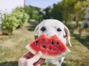 Кучетата ядат ли диня?