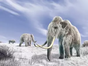 Учени разкриха една от тайните на мамутите
