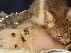 Котка, пометнала след нападение от кучета, осинови пале