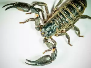 Ужасяващ гигантски скорпион е кръстосвал древните морета