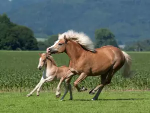 Хафлингер