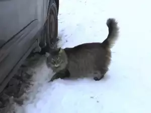 Бездомна котка спаси изоставено в снега бебенце