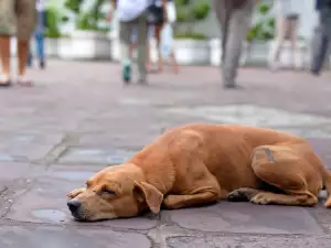 Трупове на улични кучета и котки заливат Плодвид