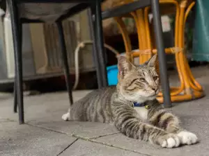 Котешкият град в Тайван