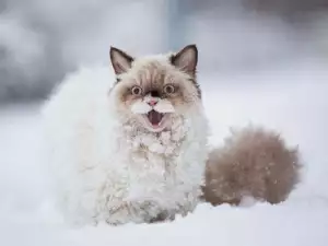 Безценни кадри! Животни, които виждат сняг за пръв път