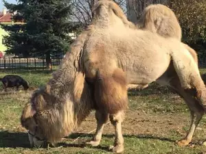 Чудо на природата! Камила се изсели в Елин Пелин