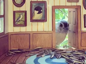Любителка на животни направи удивителни къщички за птици