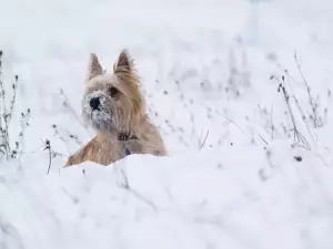 Как да се грижим за кучето през зимата?