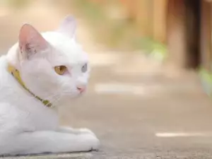 Какви са по характер белите котки?