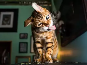 Тези котки се надрусаха с коча трева. Вижте смешните им физиономии!