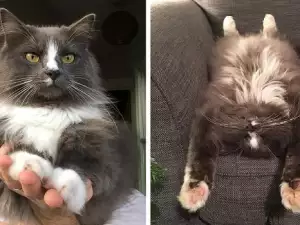 Запознайте се с котака-любовчия Конрад и дамата на сърцето му