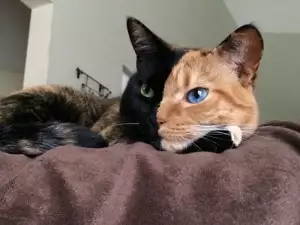 Котка с две лица подлуди интернет