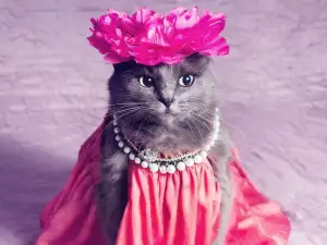 Гримирана котка се превърна в истинска модна икона