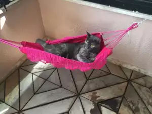 Котка-шефче получи най-хубавия подарък