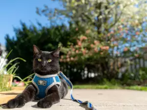 Как по-лесно да приучим котката си към каишка?