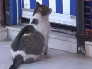 Котка мяукаше тревожно пред клиника. Ето причината!