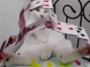 Котка-факир прави изумителни фокуси с карти и зарчета