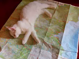 Котка на каишка обикаля цяла България