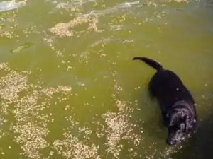 Смело куче спаси бебенце от удавяне
