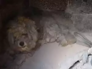 Куче беше намерено живо в изпепелена гръцка къща. Ето как се е спасило!