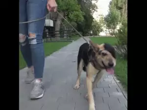 Спасиха с пластична операция куче, станало жертва на човешка гавра