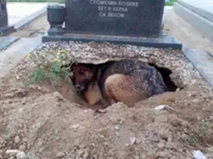 Тъжно куче изкопа дупка в гроб. Причината ще ви смае