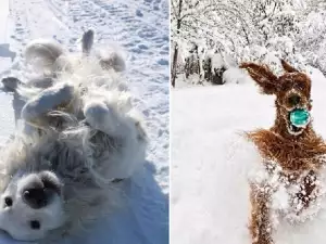 Тези кучета са луди по снега! (СНИМКИ)