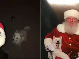 Влюбено в Дядо Коледа куче най-сетне го видя на живо