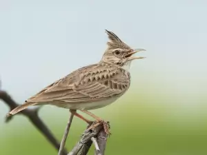 Чучулига