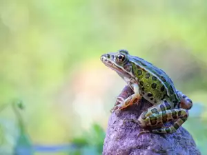 Диетата на домашна жаба