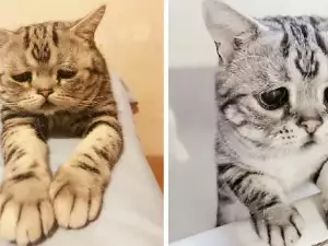 Това е Луху - най-тъжното коте в света