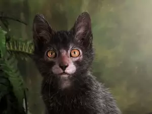 Котка Ликой