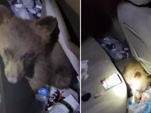 Полицай спаси гладно мече, заклещило се в паркиран автомобил