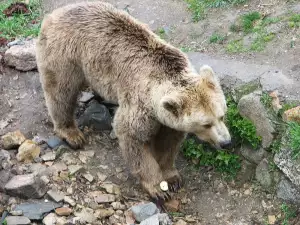 Мецана от зоологическата градина в Плевен избяга