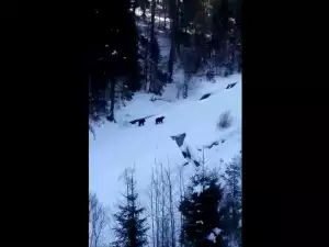 Мечки погнаха скиори по пистите в Румъния