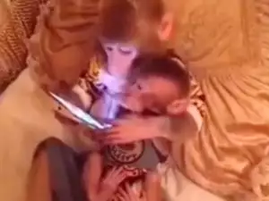 Маймунът, който работи с таблет по-добре от баба ти!