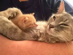 Котка, изгубила котенцата си, получи най-хубавия подарък от съдбата