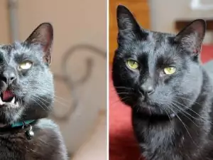 Деспотичен котак се държи добре само с малки котенца