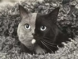 Коте, родено с две лица, днес е най-красивият домашен любимец