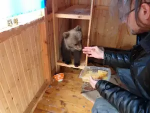 Умилително! Руснак стана майка на осиротяло мече