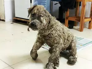 Изтормозено кученце беше спасено от улицата. Сега няма да го познаете!