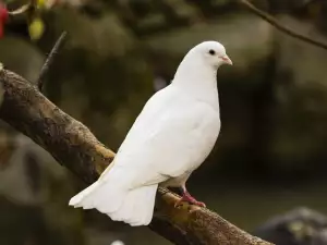 Гълъб Преметач