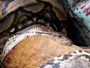 Кошмарно! Тайландка видя как питон изяжда кучето ѝ
